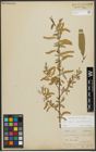 Foto von Salix alba subsp. vitellina (L.) Arcang.